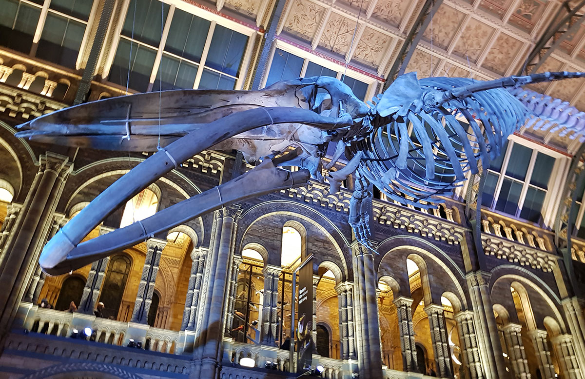 10 Ausflugstipps für London mit Kindern dinosaurier
