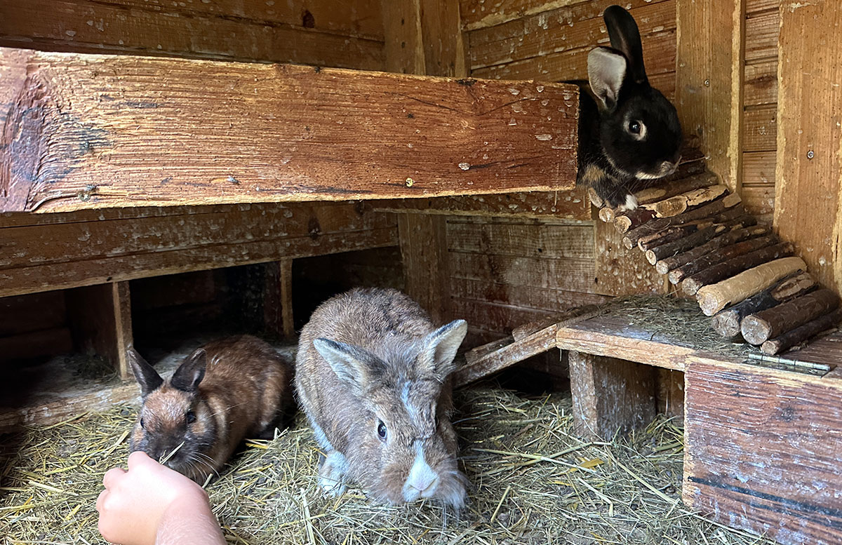 5-Ausflugsziele-in-Neukirchen-beim-Naturdorf-Oberkühnreit-hasen