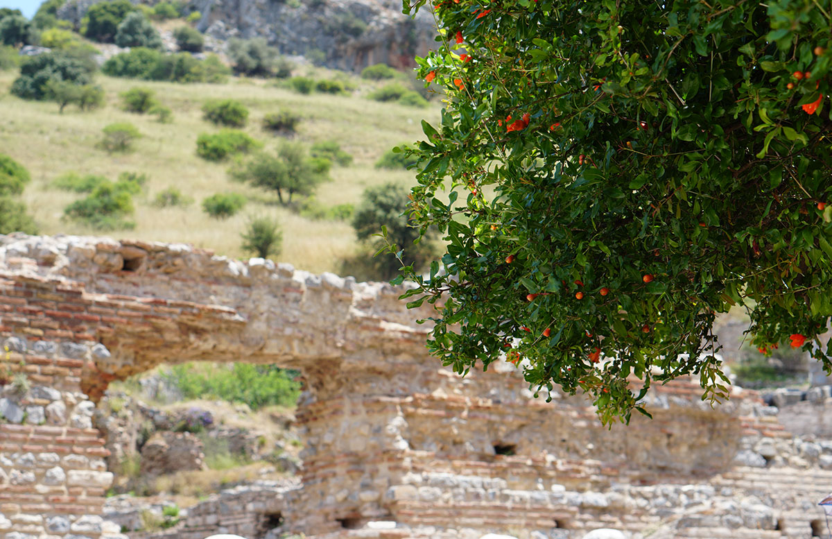 Die Ruinen von Ephesos orangenbäume