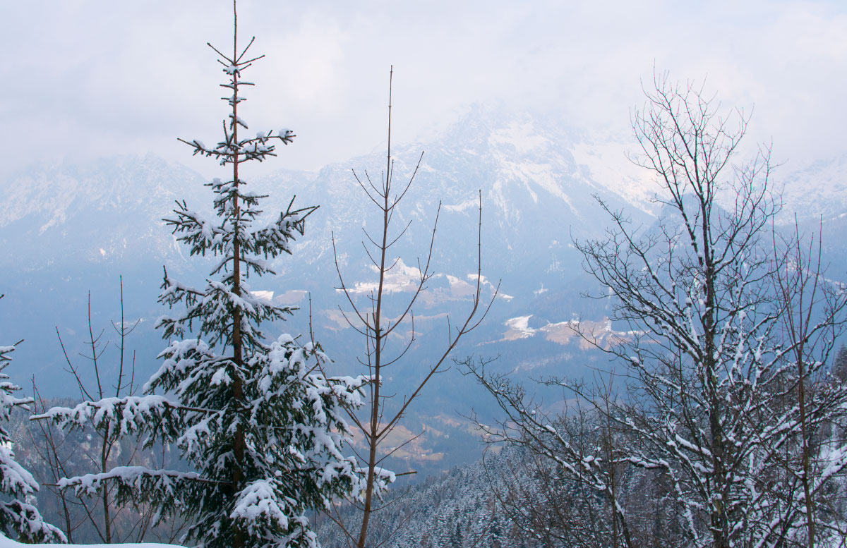 Skifahren im Salzburger Saalachtal im Familien-Skigebiet Lofer bäume berg