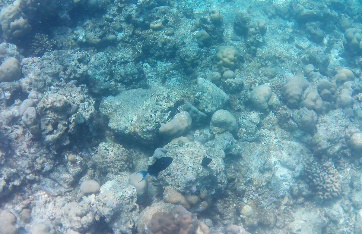 Unsere-Flitterwochen-mit-Baby-im-Amari-Raaya-Malediven-malediven-inseln-unterwasser